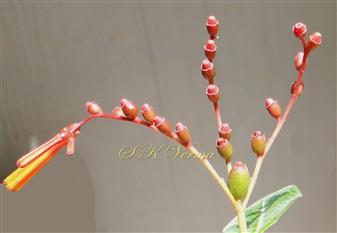  Inflorescence